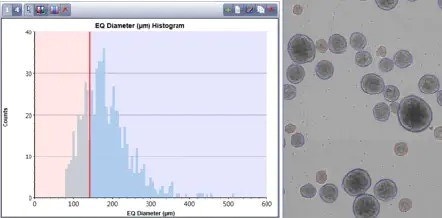 Embryoid bodies equivalent diameter