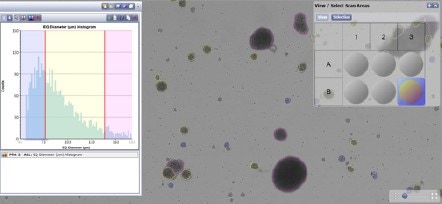 Embryoid bodies Size gating