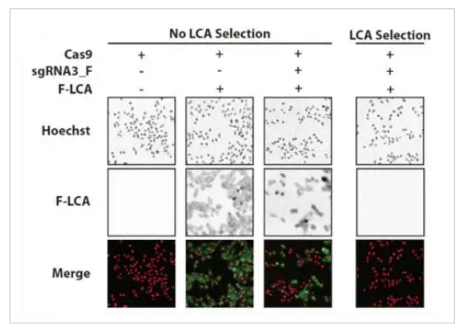 img-engineering-cho-cells-using-crispr-technology-1.PNG