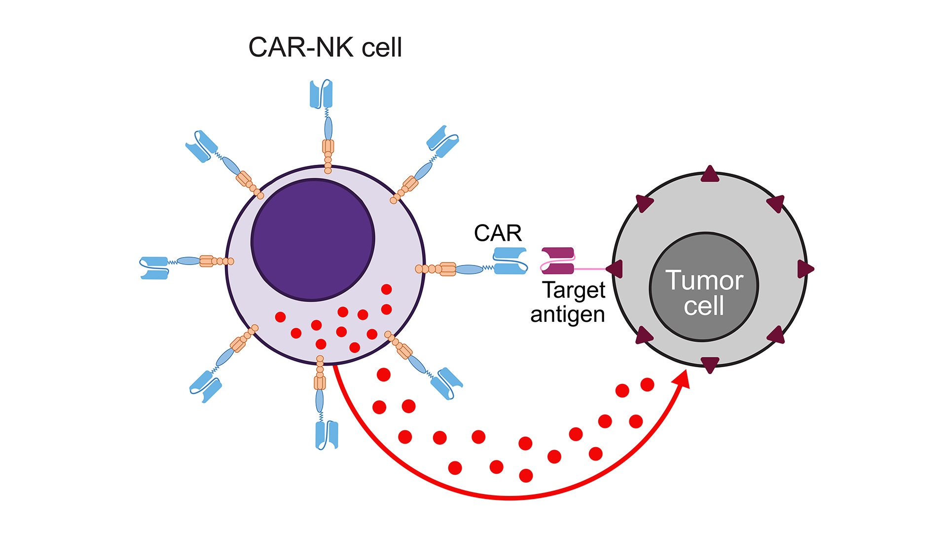 Enhancing CAR NK-cell research with chemically defined serum-free culture solutions