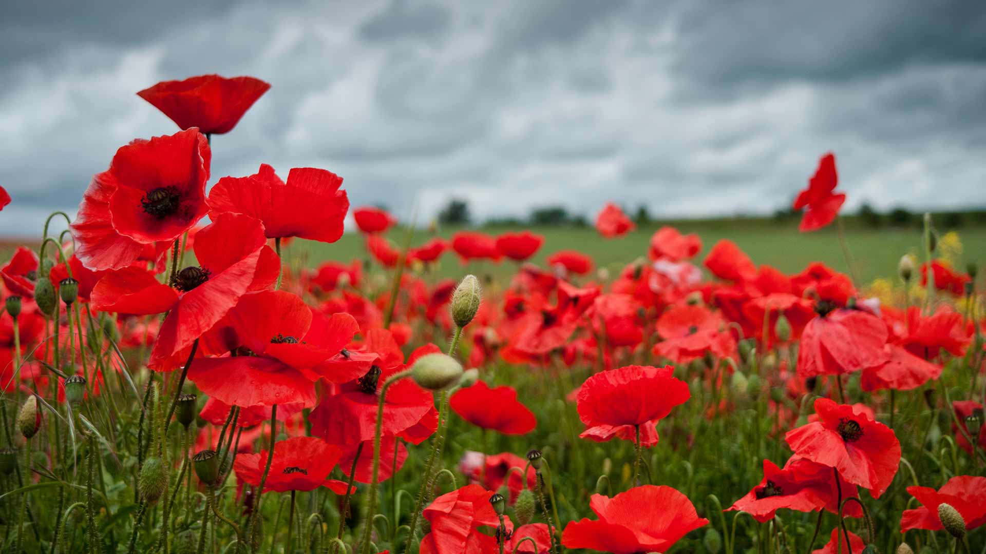 Enhancing whole blood RNA-seq with globin depletion strategies.