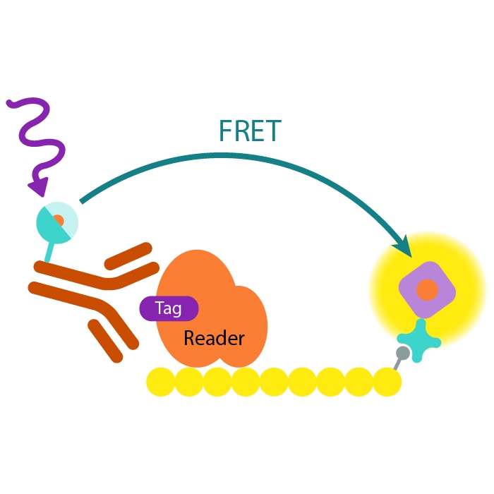 Epigeneous binding domain d2 assay