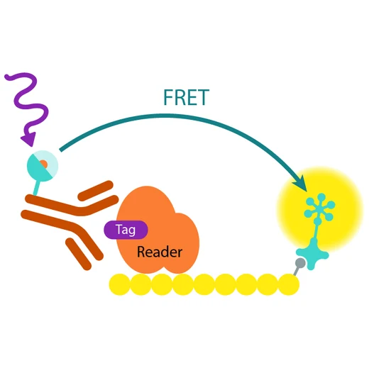 Epigeneous binding domain xL665 assay