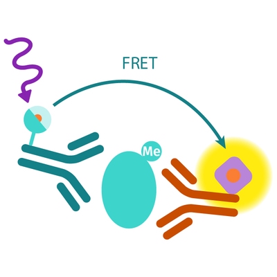 Epigeneous cellular methylated assay