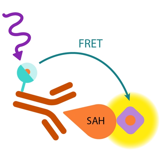 Epigeneous methyltransferase assay
