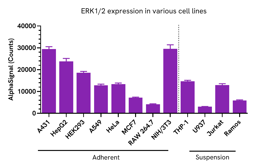 ERK1/2 expression in various cell lines