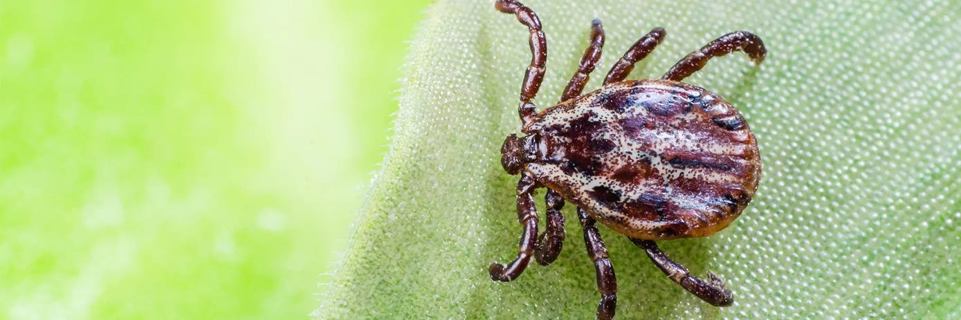 Examining Tick-Borne Pathogens: Obstacles & Strategies to Tackle Them (2024 Update)