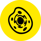 expression icon