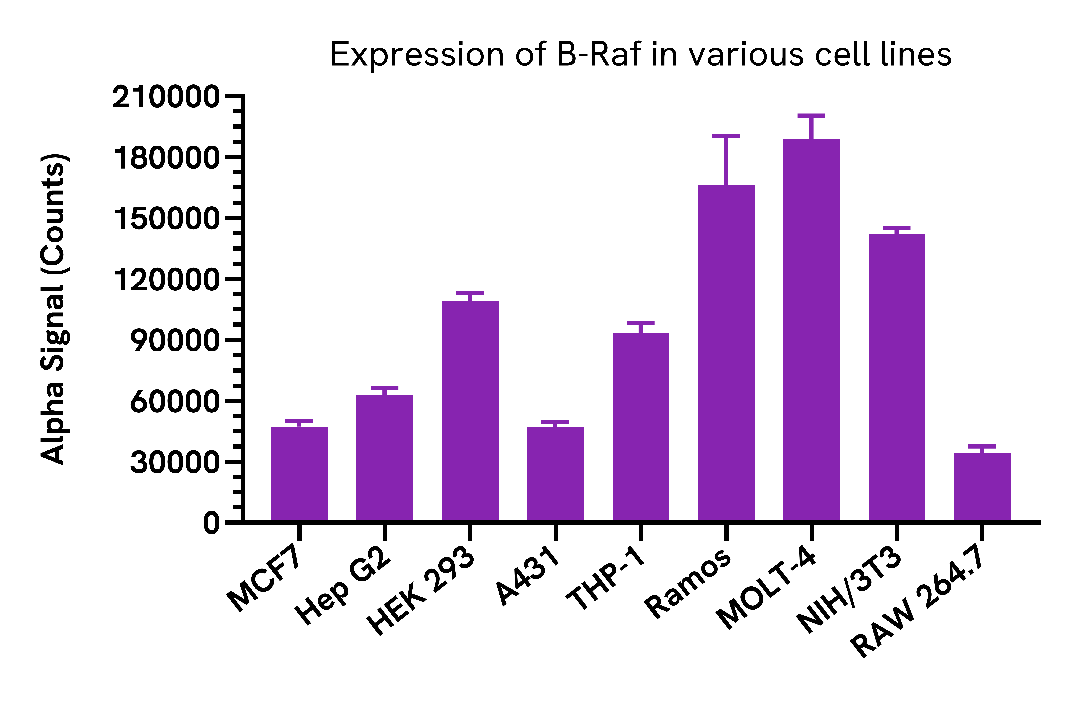 Expression of B-Raf in various cell lines