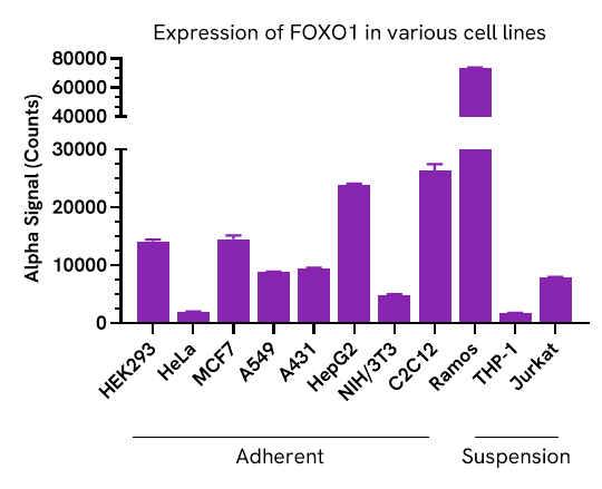 Versatility of Total FOXO1 assay in various cell lines