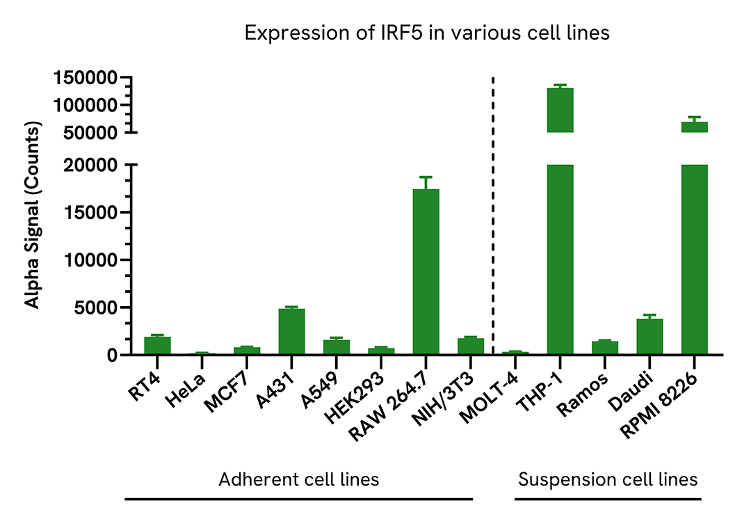 Expression of IRF5 in various cell lines