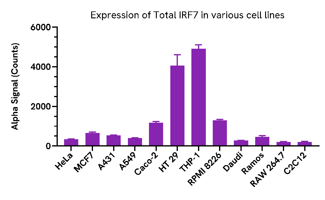 Expression of Total IRF7 in various cell lines