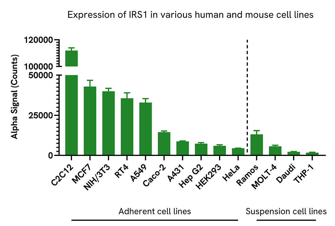 Expression of IRS1 in various cell lines