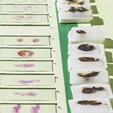 Genetic Testing | Revvity