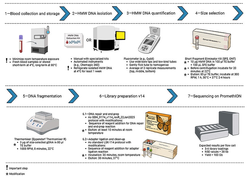 hmw dna workflow
