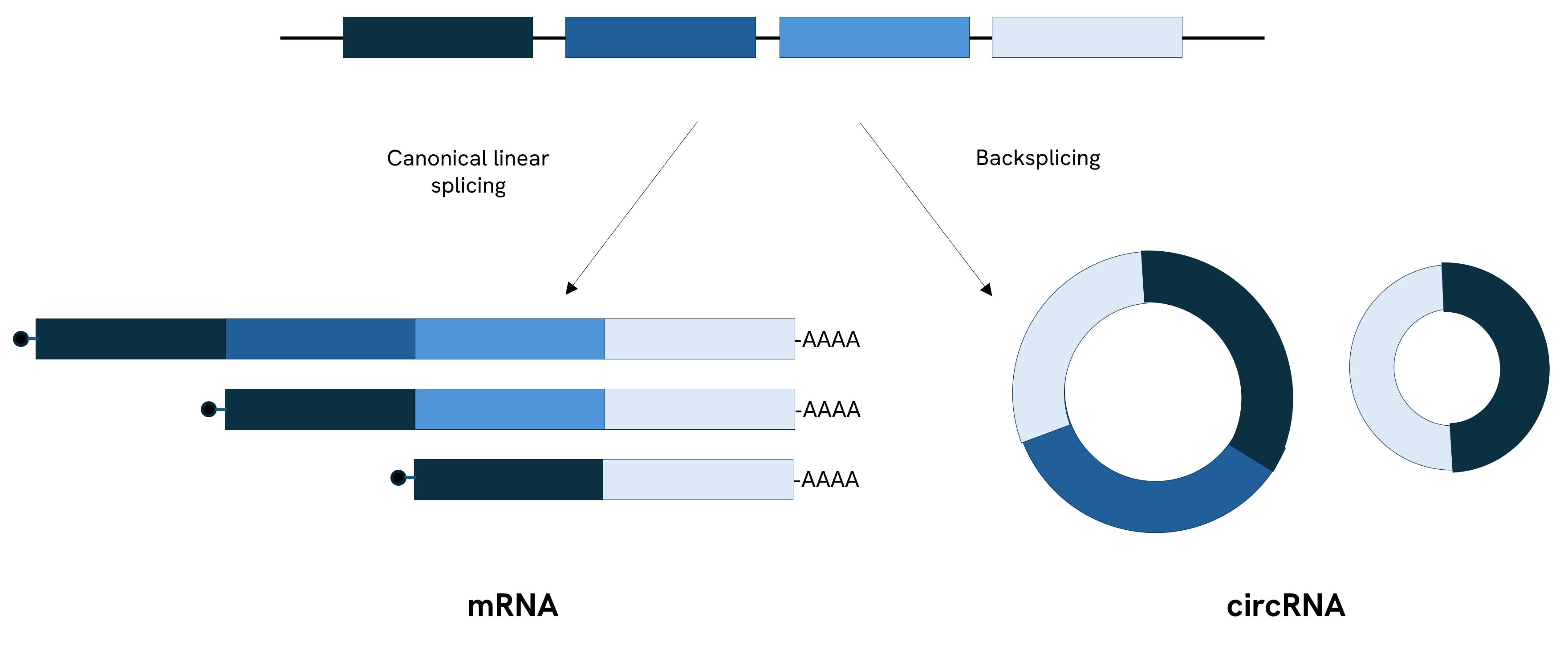 figure 1 blog circ rna