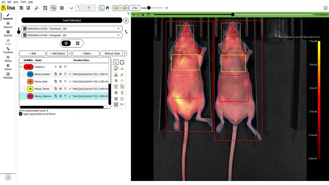 Fluorescence AI-powered segmentation