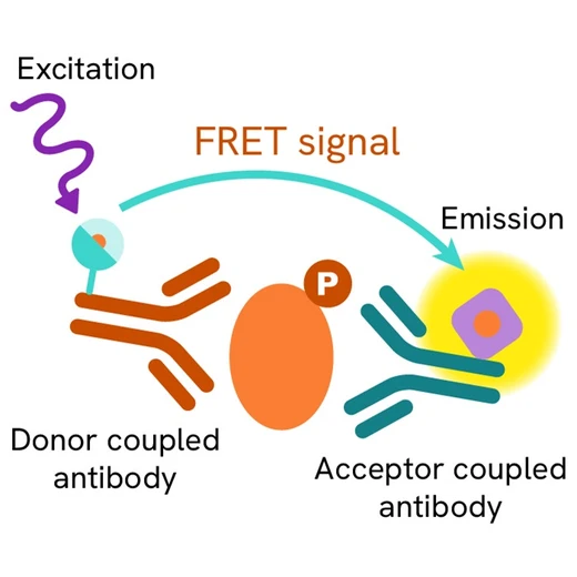 generic HTRF phospho primary image