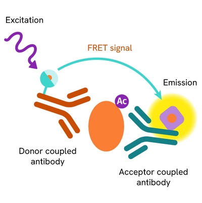 HTRF acetyled primary image