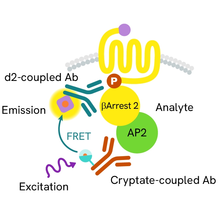 Generic HTRF beta arrestin image