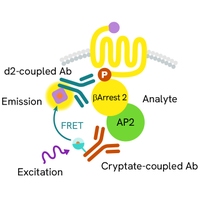 Generic HTRF beta arrestin image