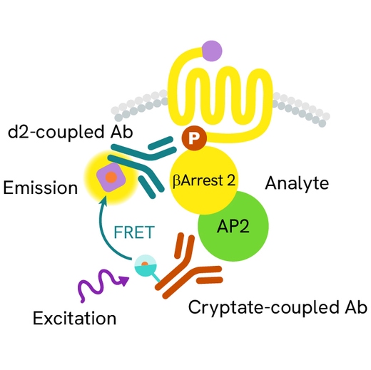 Generic HTRF beta arrestin image