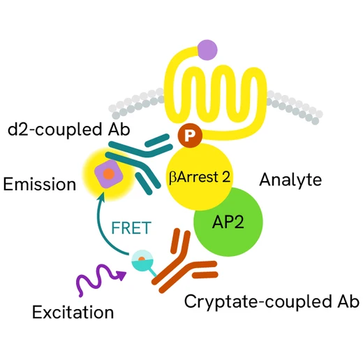 Generic HTRF beta arrestin image