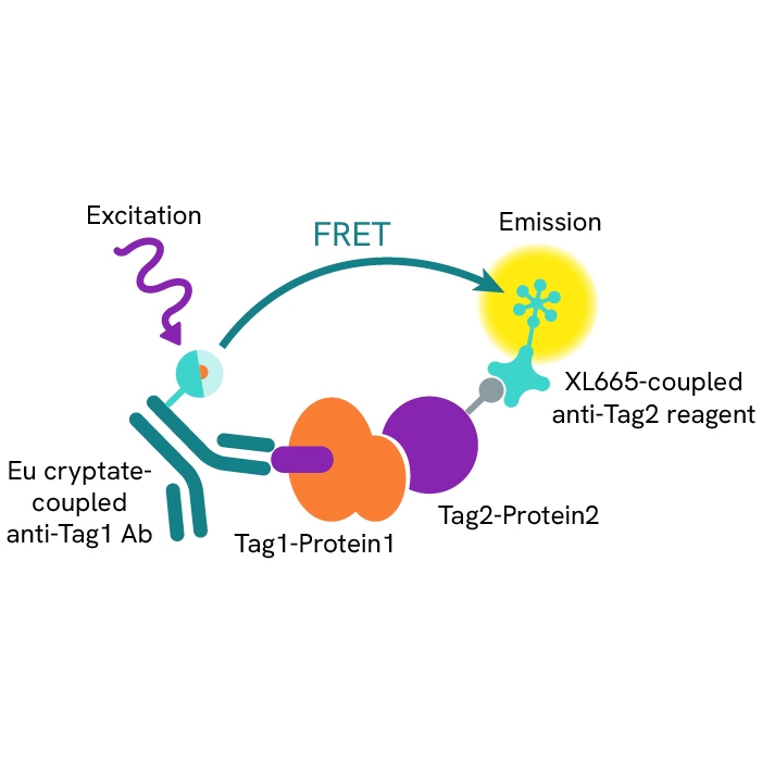 Generic HTRF biochemical binding assay XL665 image