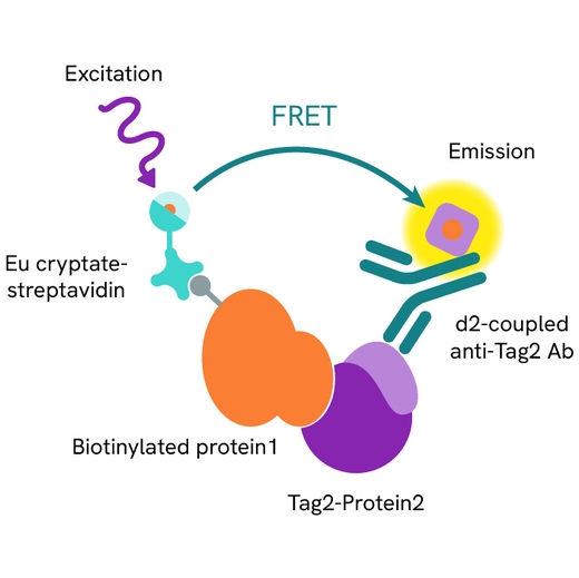 Generic HTRF biochemical binding LAG3/MHCII image
