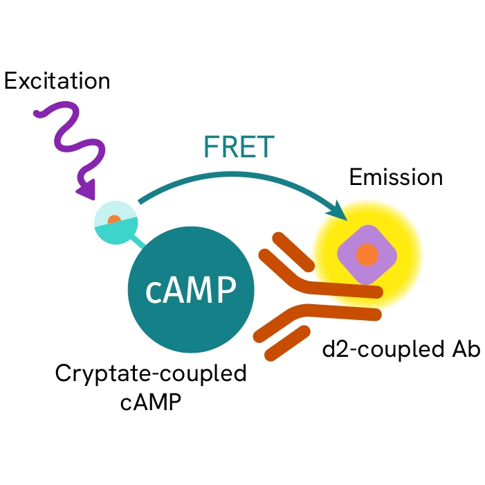 HTRF cAMP Gi Detection Kit, 1,000 Assay Points