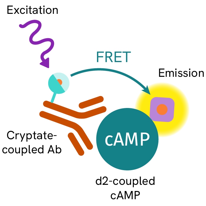 HTRF cAMP Gs Dynamic Detection Kit, 1,000 Assay Points