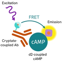 Generic-HTRF-cAMP-Gs-assay-image