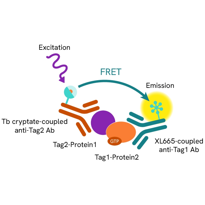 Generic HTRF dimere tagged detection image