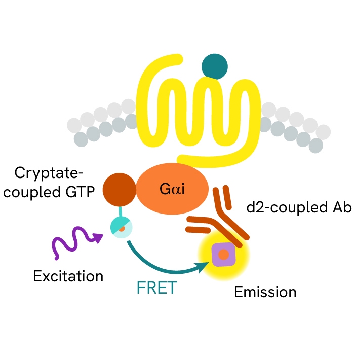 Generic HTRF GTP Gi image