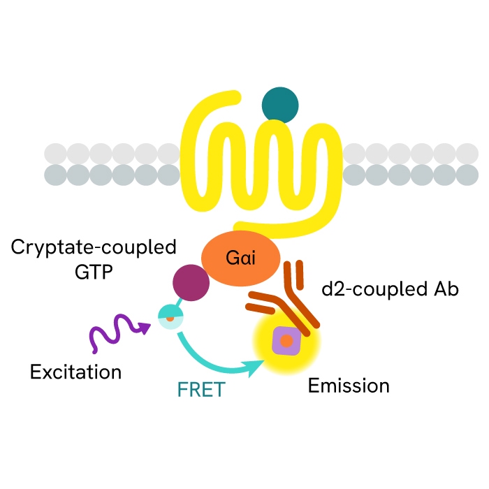 HTRF Cellular GTP Gi Detection Kit