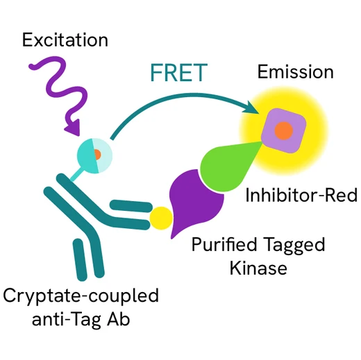 HTRF Kinase-GST Binding Discovery Kit, 1 Unit