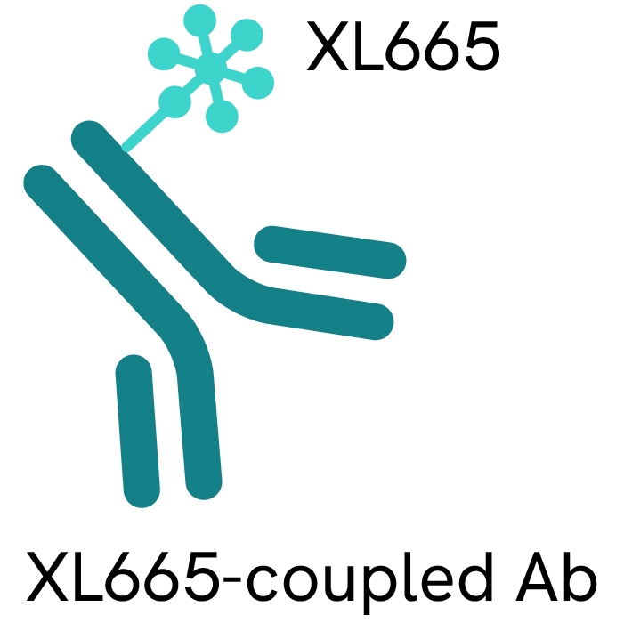 HTRF Anti-FLAG mAb XL665-Conjugate, 1,000 Assay Points