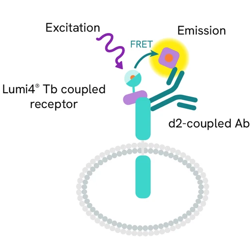 Generic HTRF monomer receptor cellular binding image