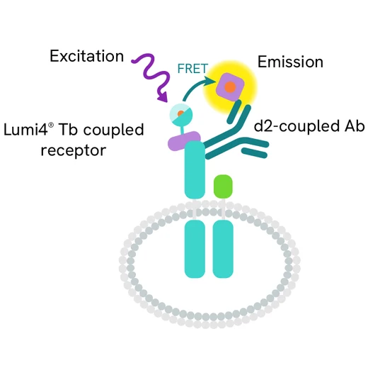 Generic HTRF receptor cellular binding image