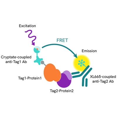 Generic HTRF sadwich assay Tb reagent XL665 Ab image