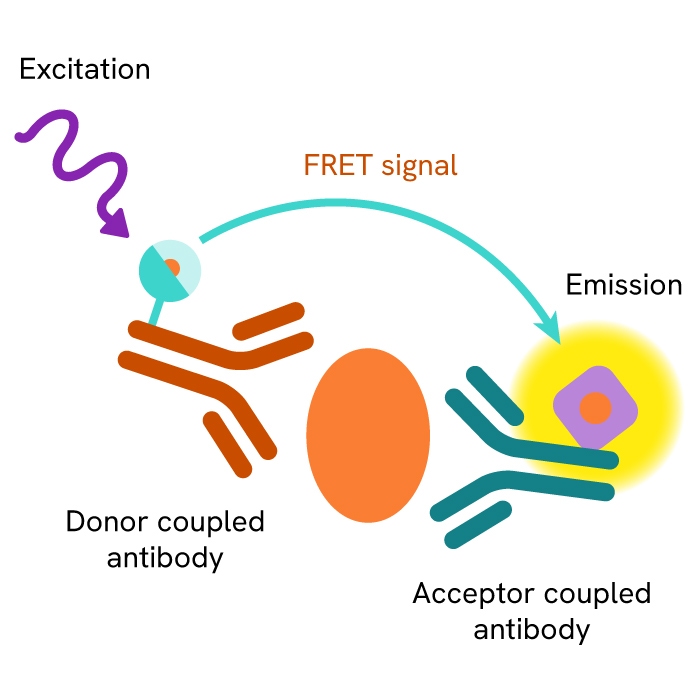 semaglutide immunoassay fda cleared assay Does semaglutide show up in blood work? What your lab results actually reveal FBI issues safety warning about