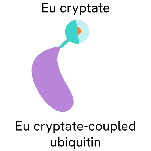 Generic HTRF Ubiquitin EuK image