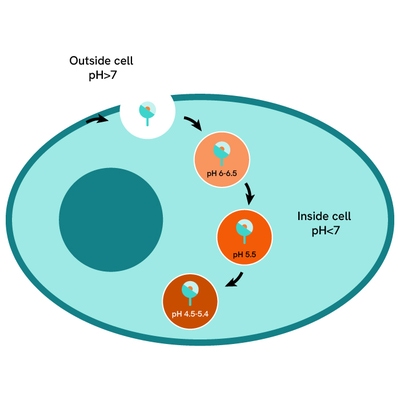 Cellular Internalization Kits and Reagents