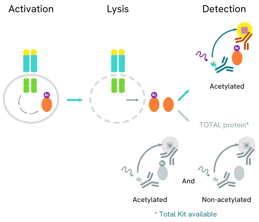 generic R D attributes assay principle acetylated with total
