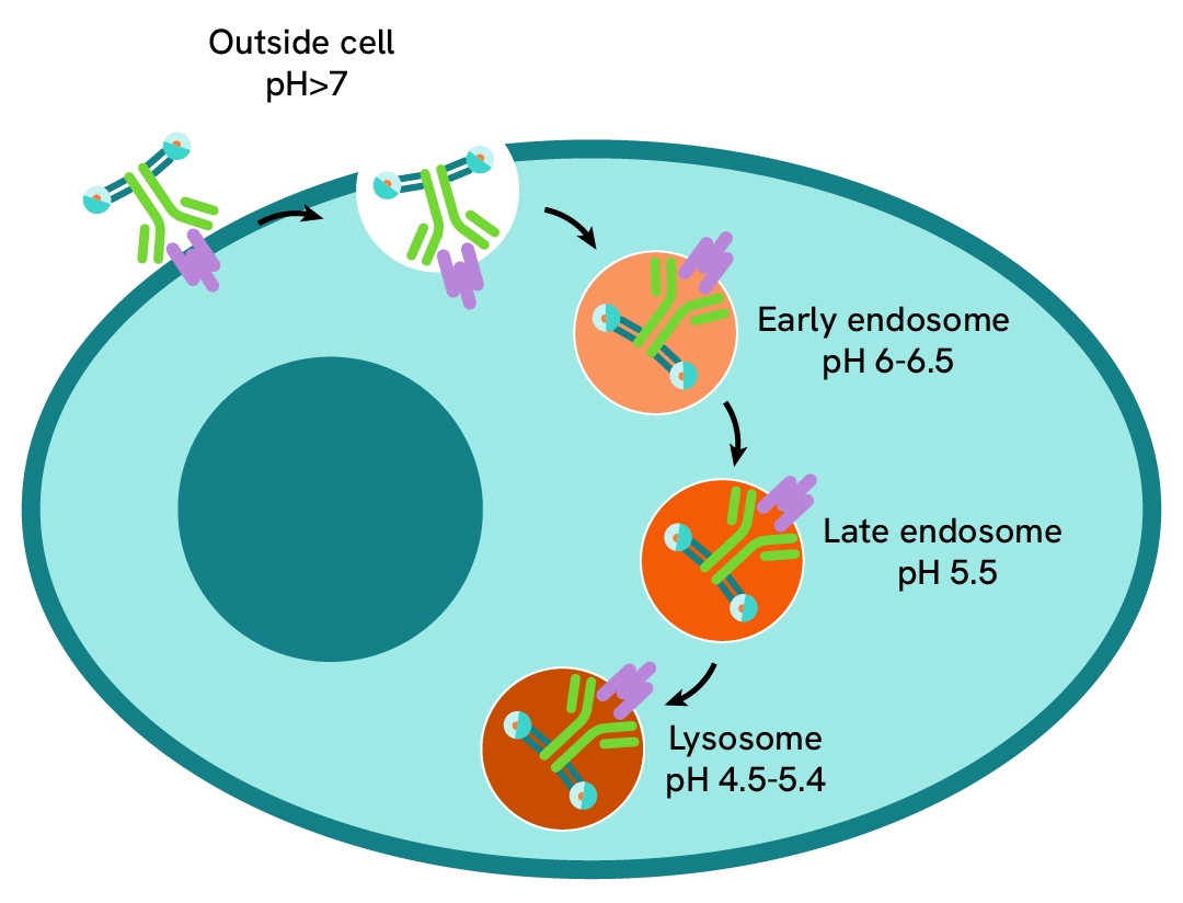 Image generic R&D attributes assay principle pHSense Fab