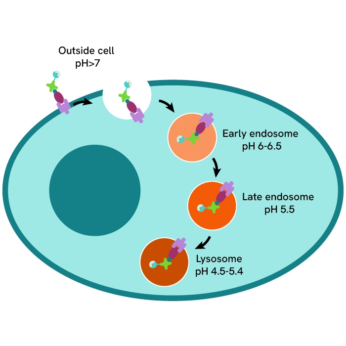 pHSense™ Eu Streptavidin: internalization assay principle