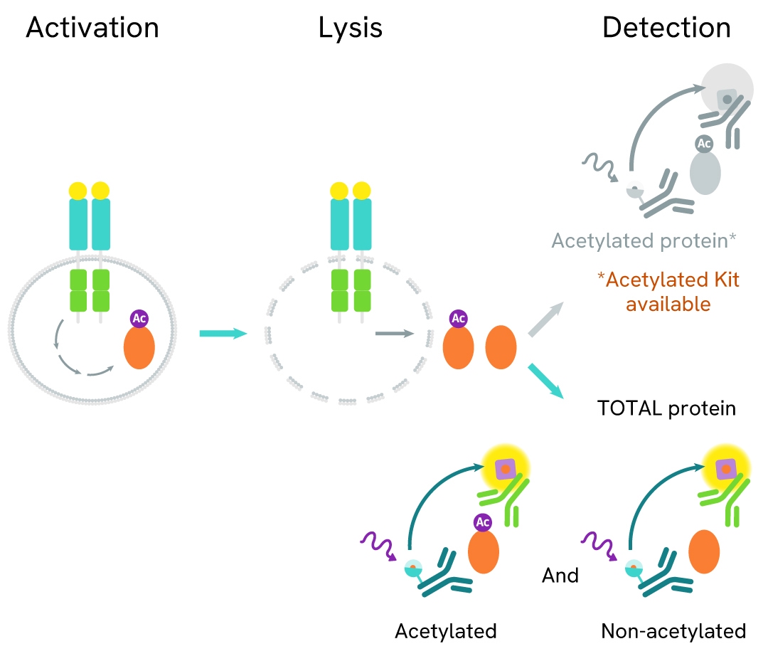 generic R D attributes assay principle total acetylated
