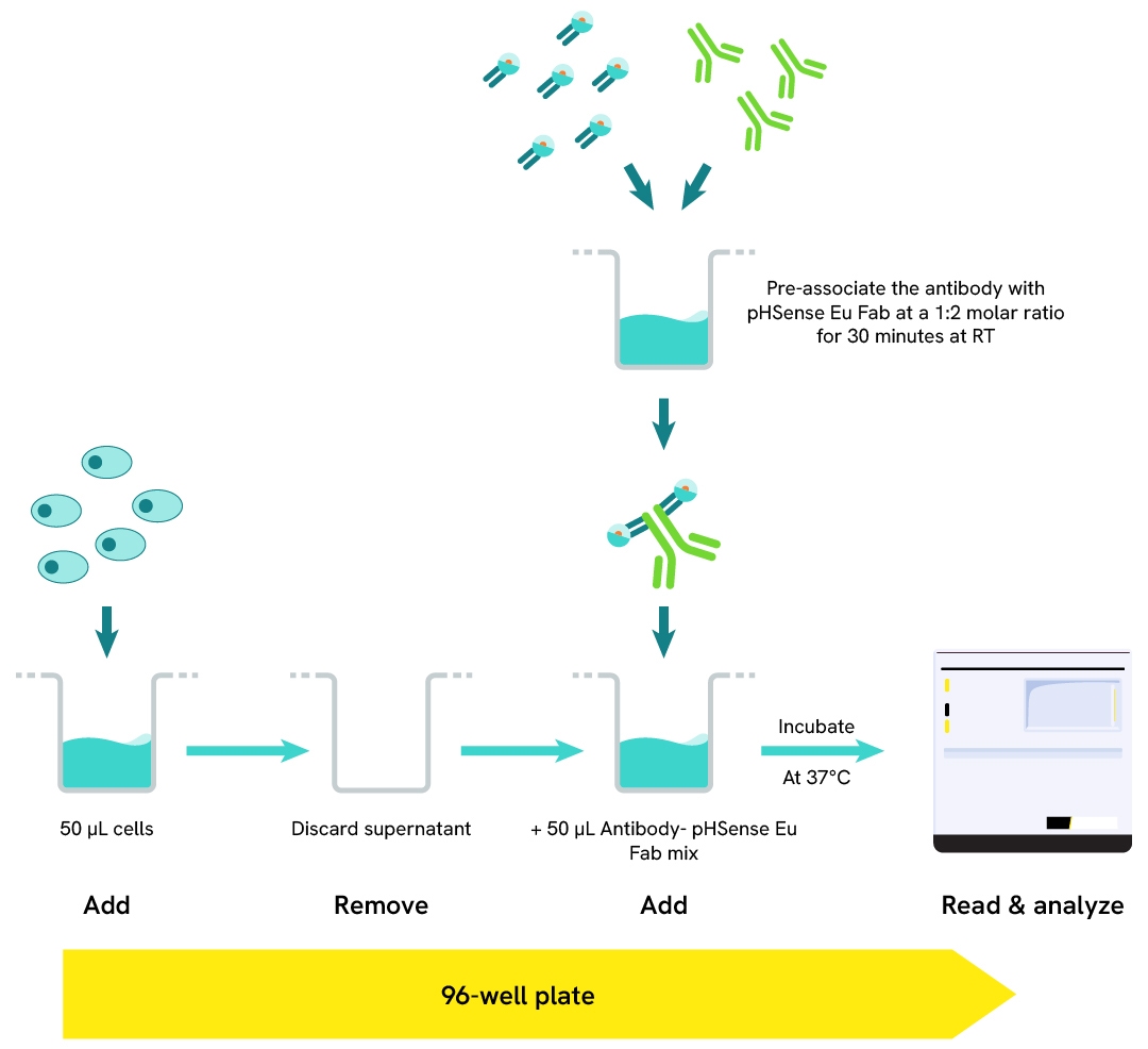 Image generic R&D attributes assay protocol Fab internalizing
