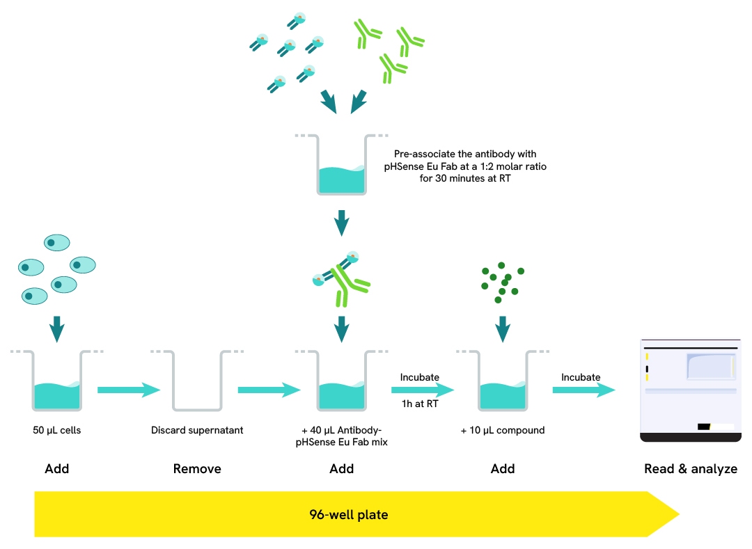 Image generic R&D attributes assay protocol Fab non-internalizing