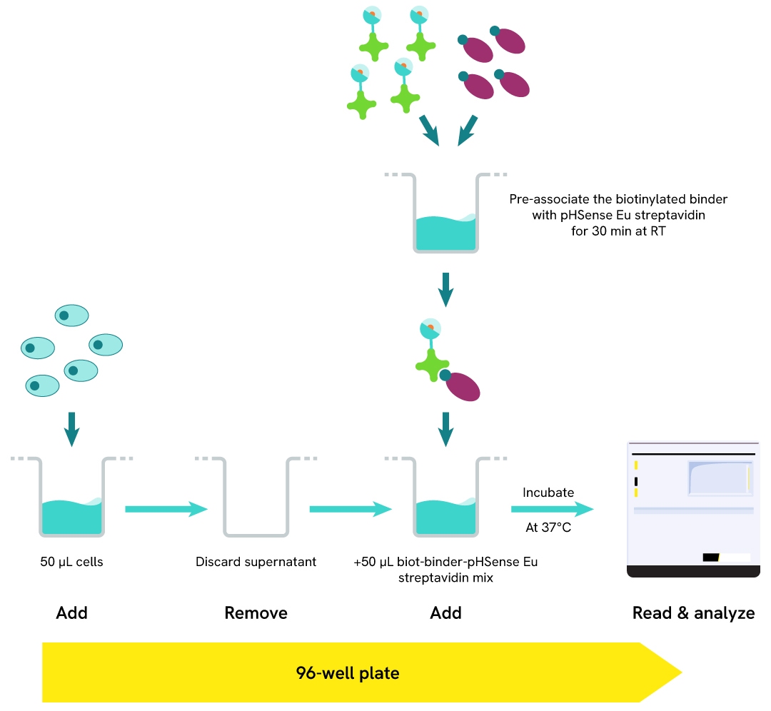 Assay protocol for monitoring binder internalization